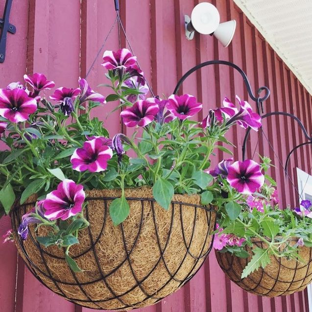 [Thumbnail for baskets.jpg]