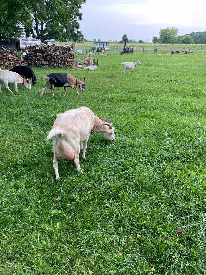 [Thumbnail for diana.jpg]