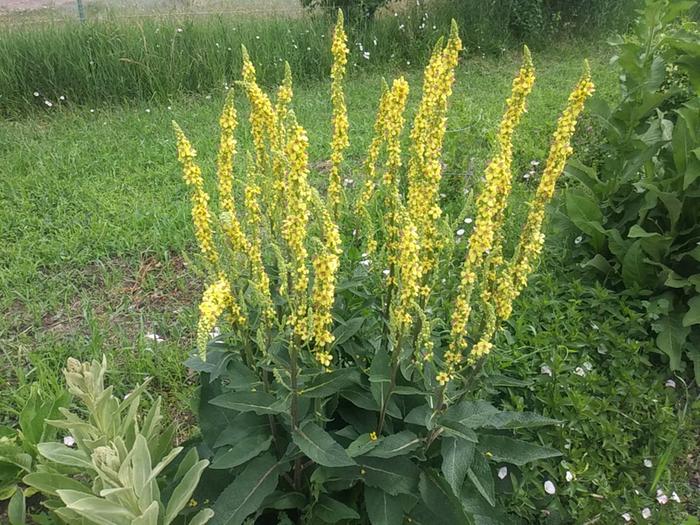 Black mullein