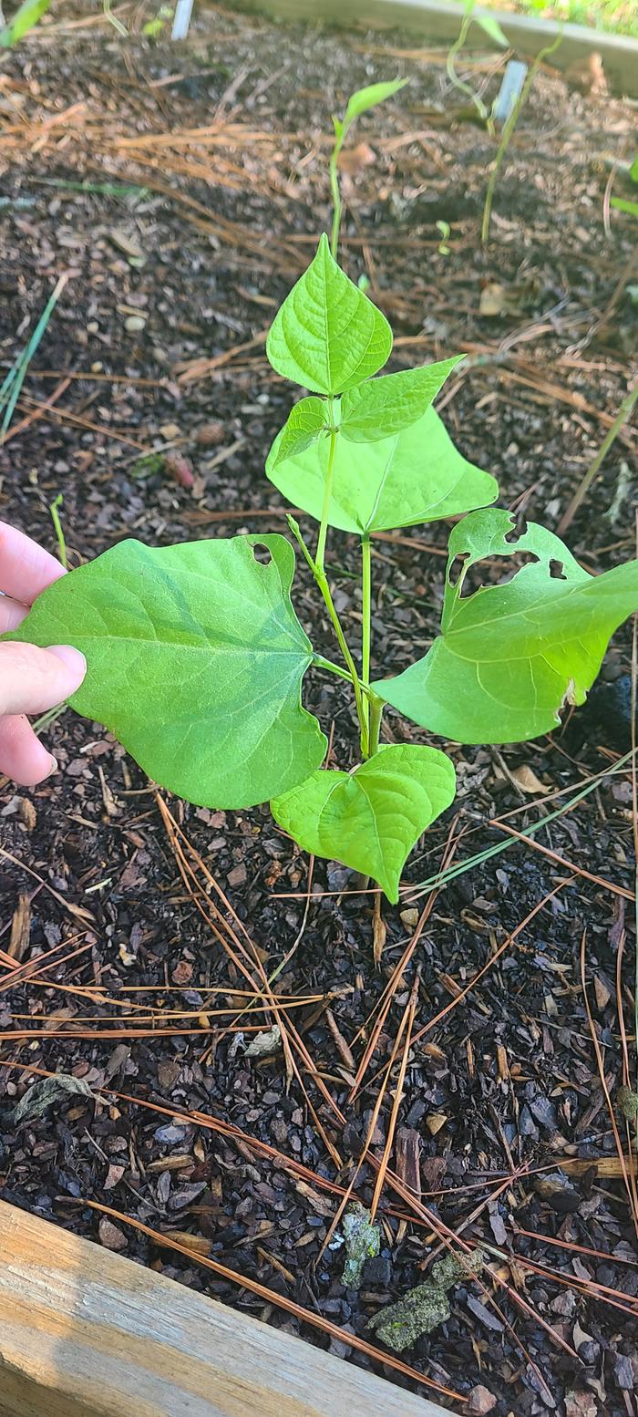Two sets of cotyledons.