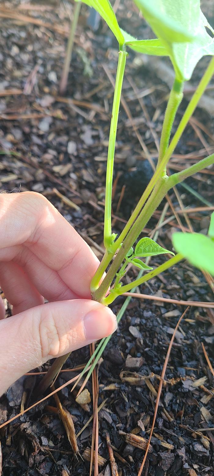 Two sets of cotyledons, no growth in the center of the first to appear.