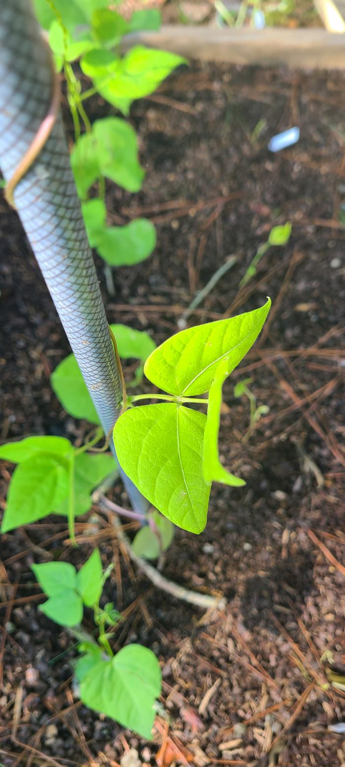 Another leaf, folded oddly.