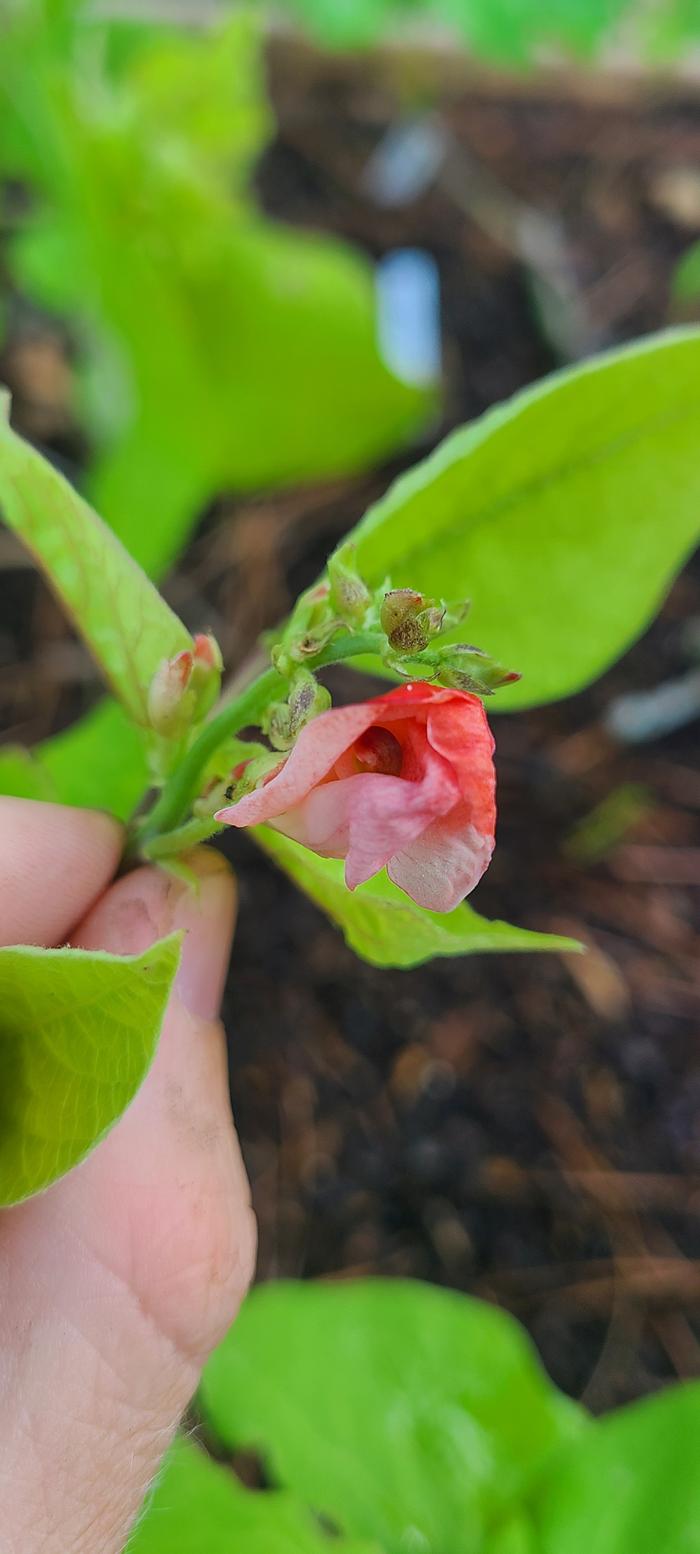 Dwarf Runner Bean.
