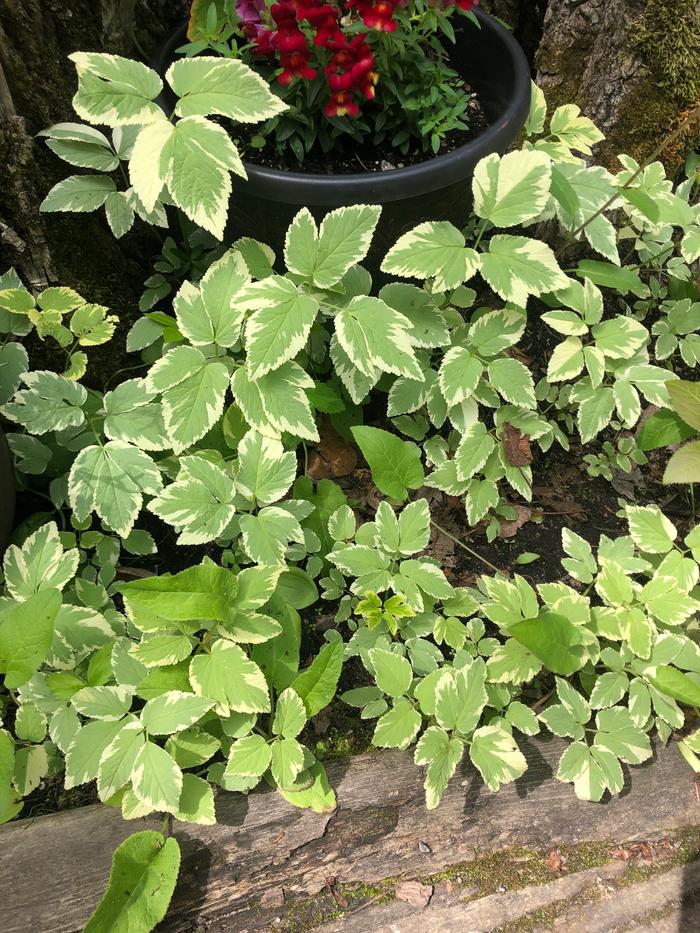 Goutweed taking over the front yard