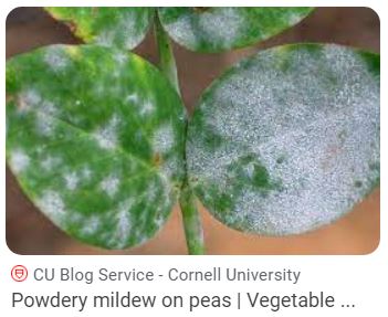 [Thumbnail for MildewonPeas.JPG]