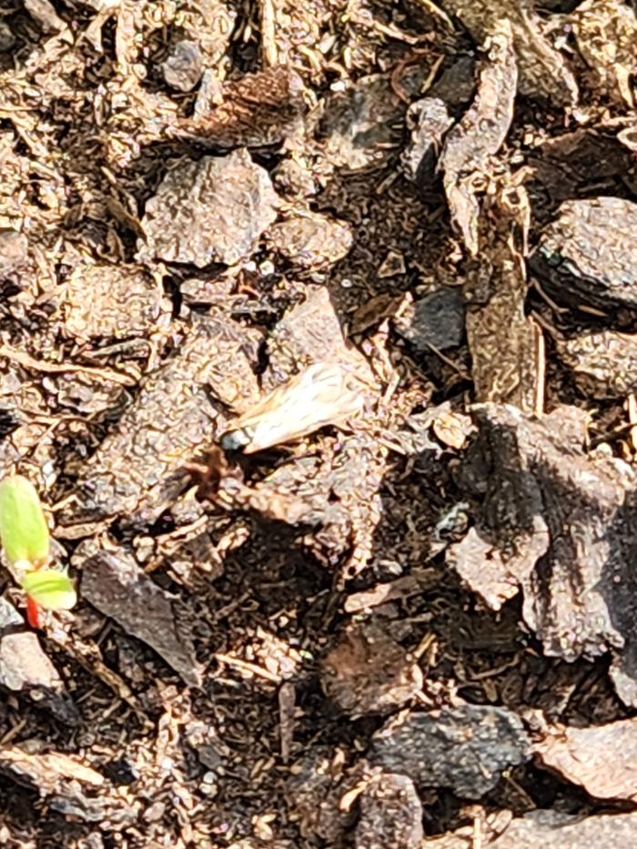 Can you see the insect? Or do I need to circle it?