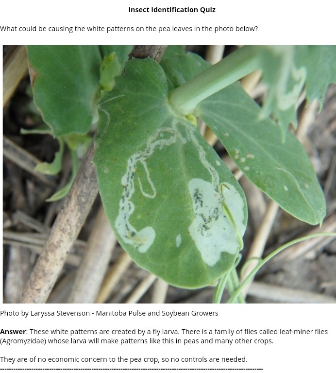 Pea leaf miner