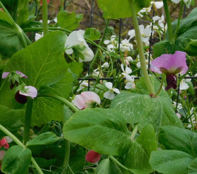 Natural silver spotting on pea leaves
