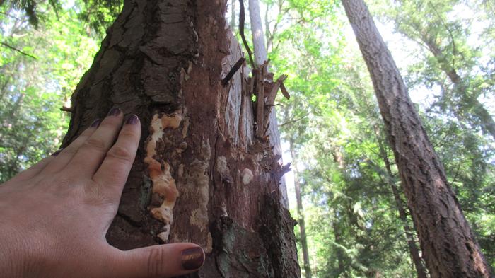 it seems to grow a lot behind the bark of this stump