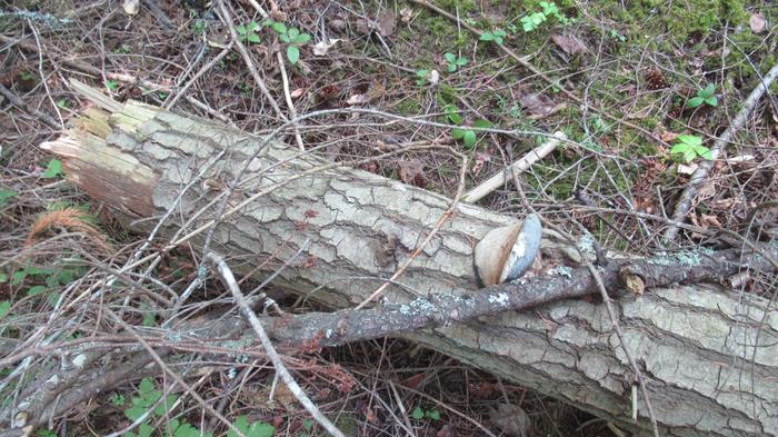 Not sure if this is the same one, if it's a douglass fir, it's very young as there isn't much bark groove yet