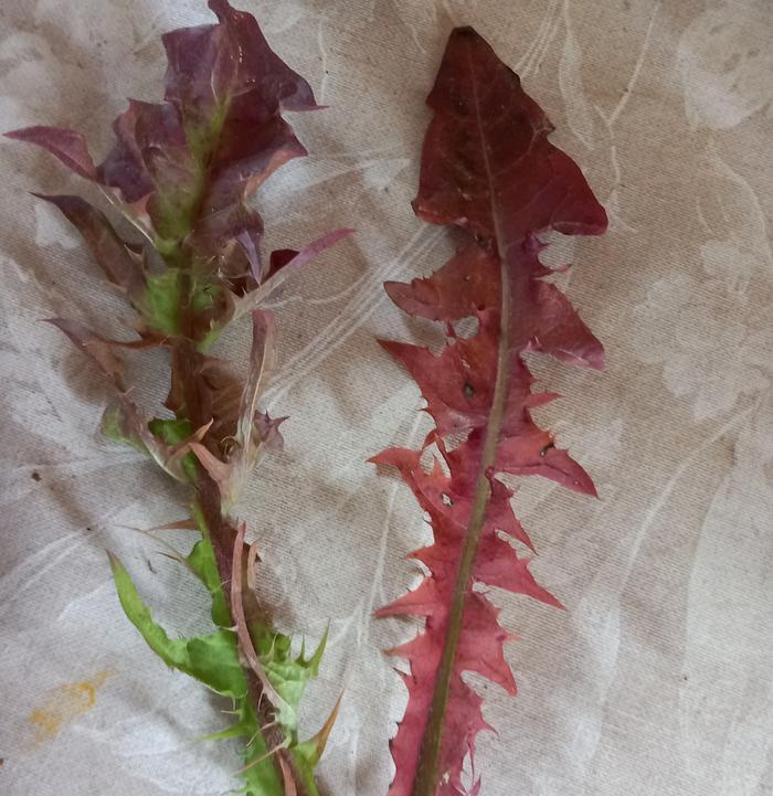 dandelion leaves in red due to drought-stress