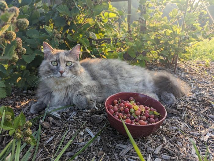 sweet garden kitty hanging out in the blackberries while i picked gooseberries