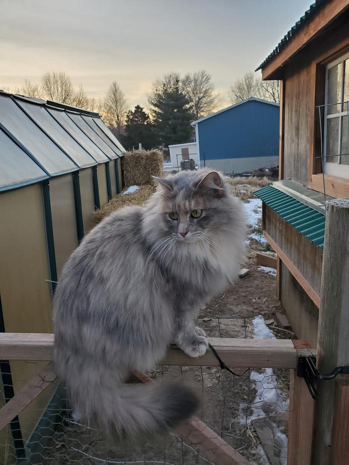 garden kitty next to the green house and chicken coop