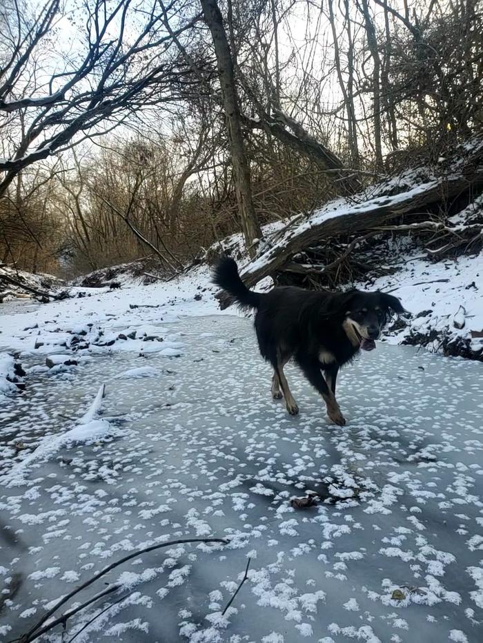 the creek is magical once it's all frozen over