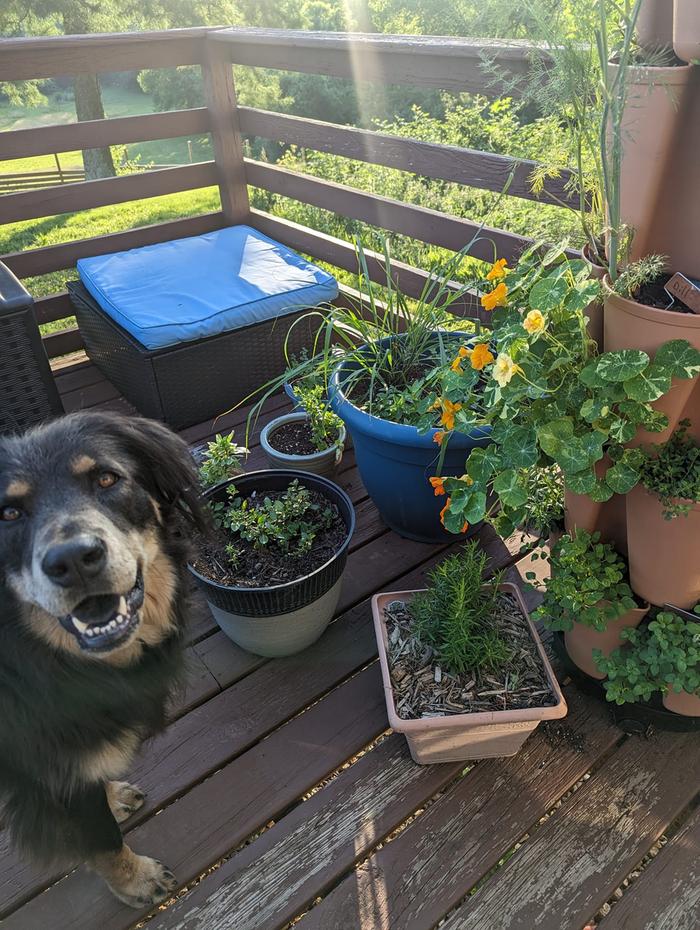 I keep lots of herbs right outside the kitchen door