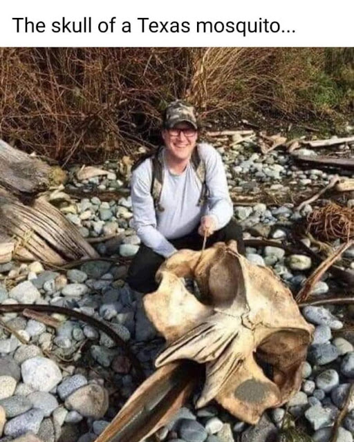 [Thumbnail for mosquito-skull.jpeg]