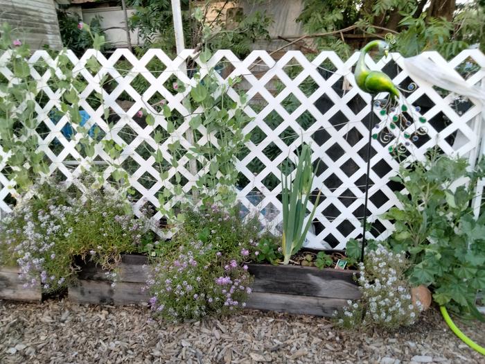 Pea bed
