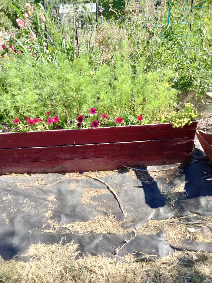 Flower bed redo
