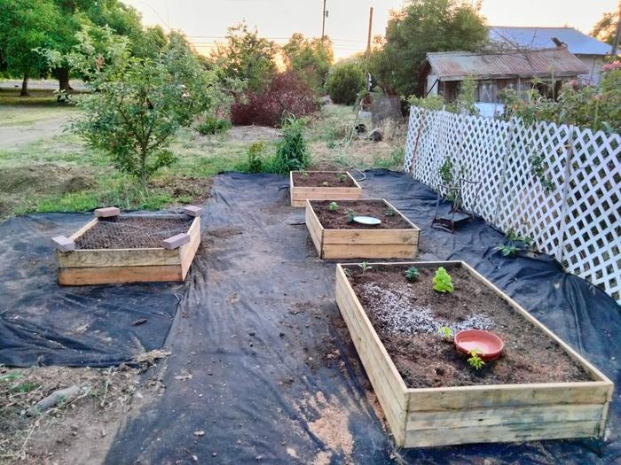 raised beds from pallet wood