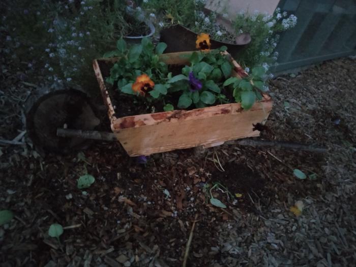 With pansies 