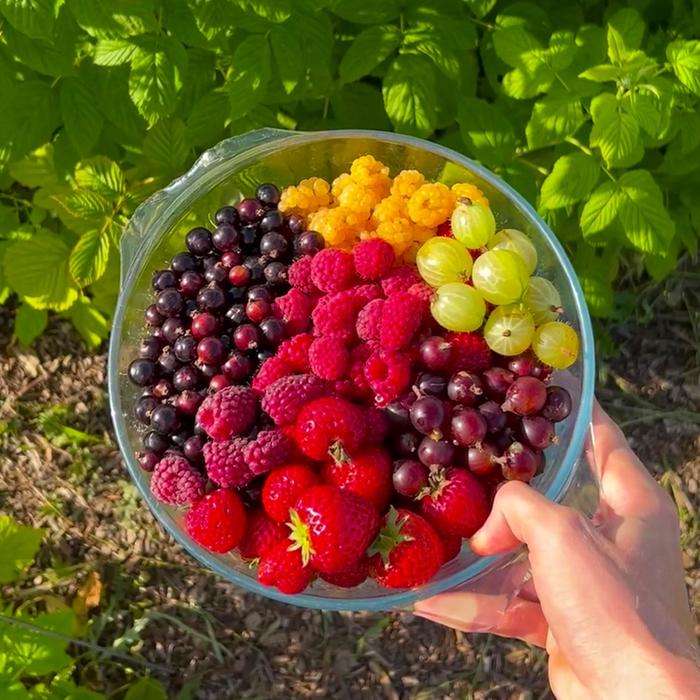 healthy anthocyanins candy fresh berries home harvest