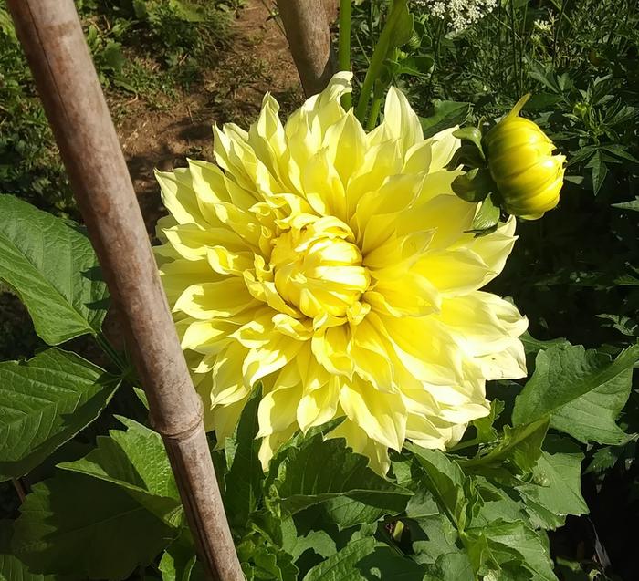 Tabouleh with dahlias