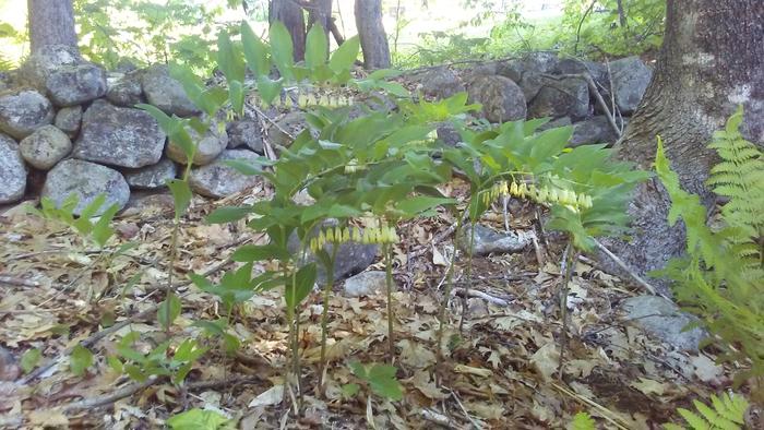 Some east coast Solomon's Seal that I started along one of my rock walls