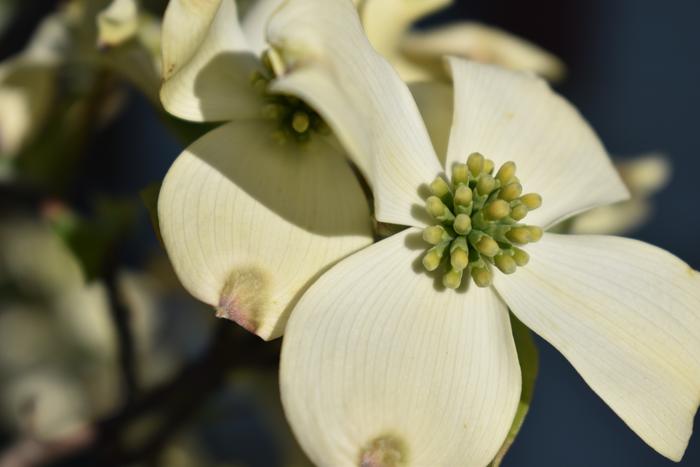 dogwood blossom