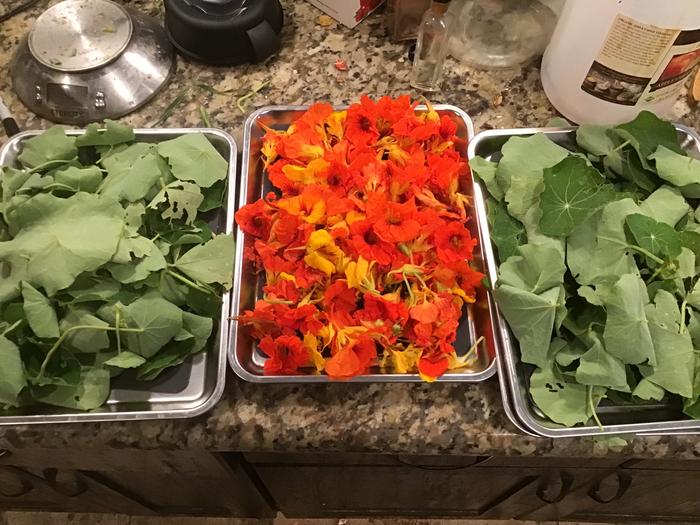 dryng nasturtiums as pepper substitute