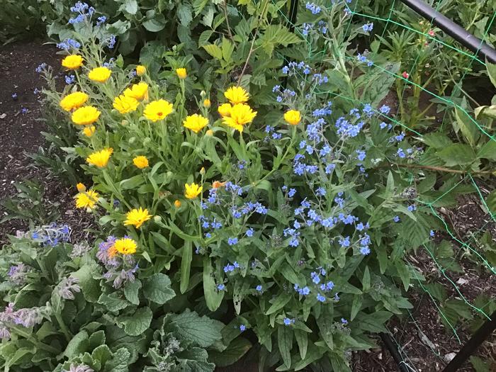 Calendula, borage and blue flowers I can&rsquo;t identify