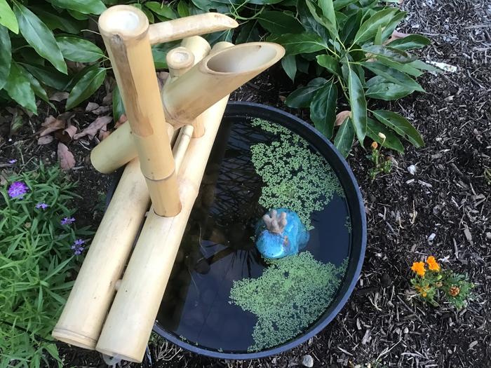 Frog and duckweeds in my fountain/pond