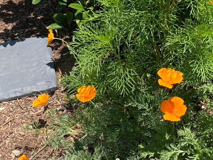 Stepping stone and poppies