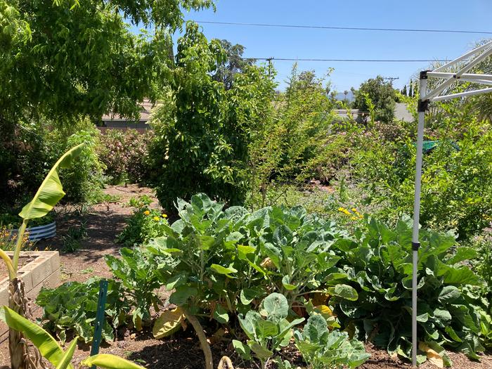 Tree collards