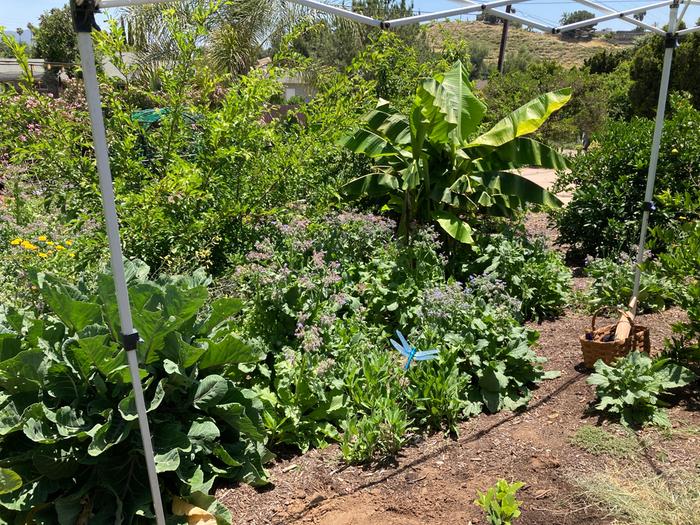 Tree collards and banana trees