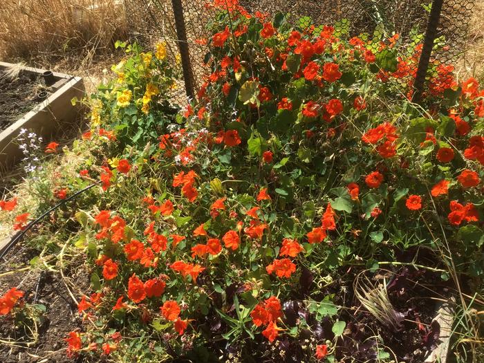 Nasturtium