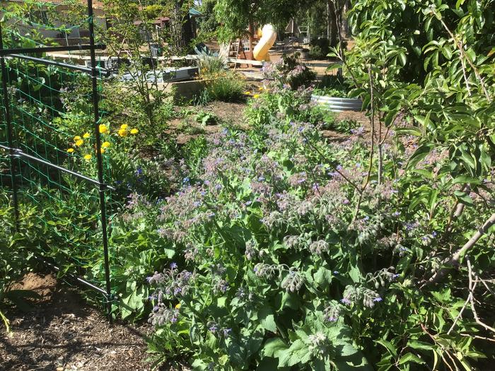 Borage and my leaning apple tree