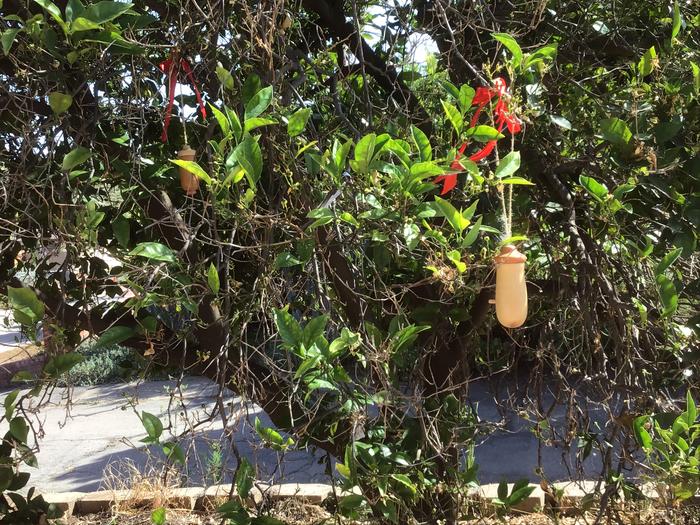 Humming bird house