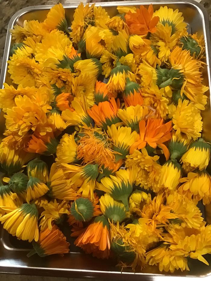 Calendula ready for the freeze dryer