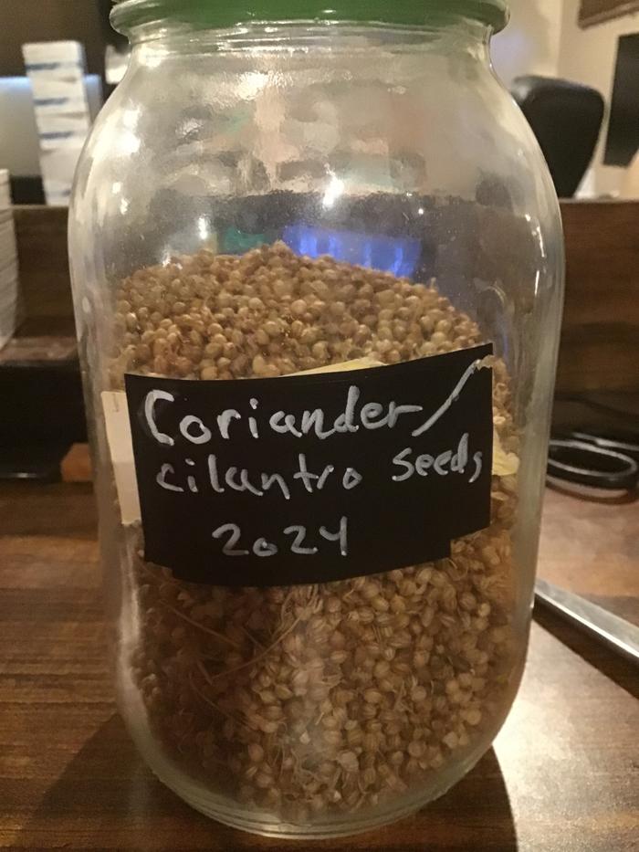 Coriander