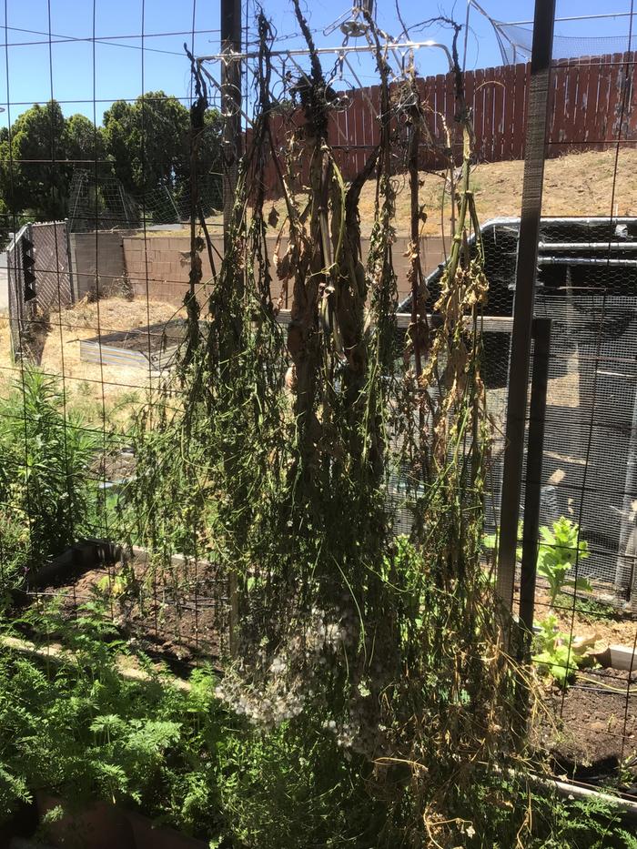 Cilantro/coriander drying