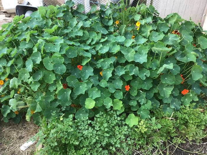 Nasturtiums are so beautiful this time of year