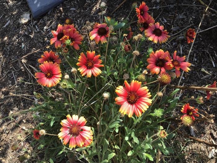 This is a dwarf sunflower still blooming, together with other flowers. It helps the insect population especially our honey bees