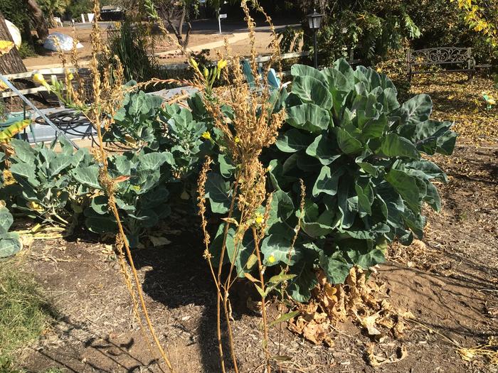 Tree collards enjoying the cooler temperatures. They are very delicious this time of year