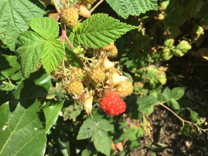 Raspberries