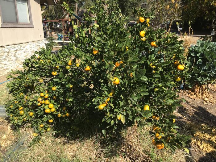 Tangerines