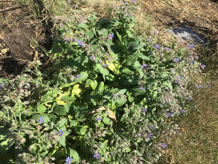 Borage still growing and flowering in December, to the bees delight