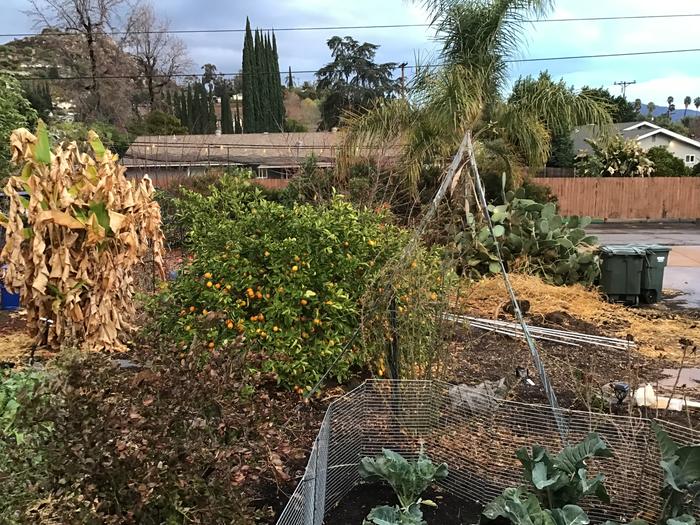 Left side, ornamental banana, that I am removing, back right is dead passion fruits