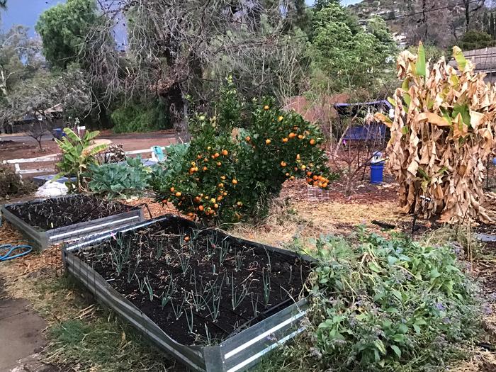 Onions, shallots, borage and tangerines