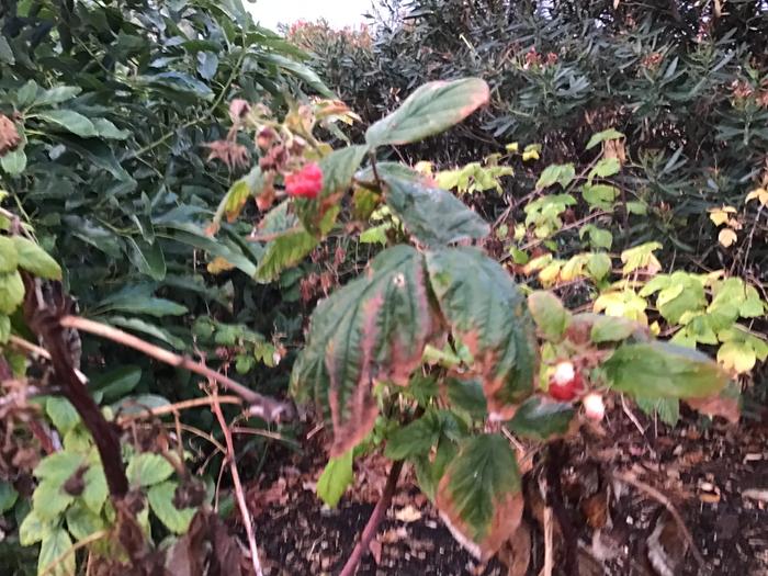 Raspberries in January