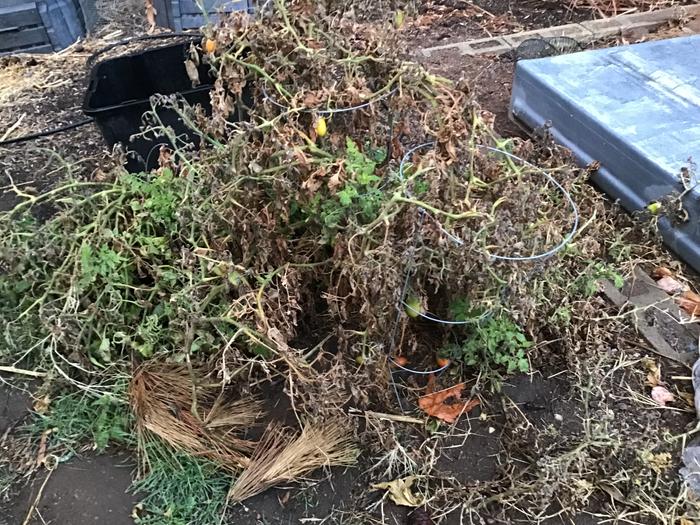 The plant is dying now, but there are still tomatoes left for the critters.